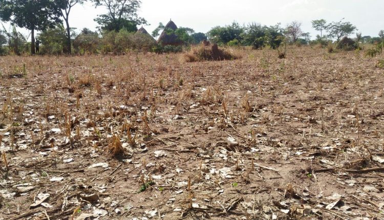 Navigating Drought: Innovations in Agriculture and Resilience in Ethiopia